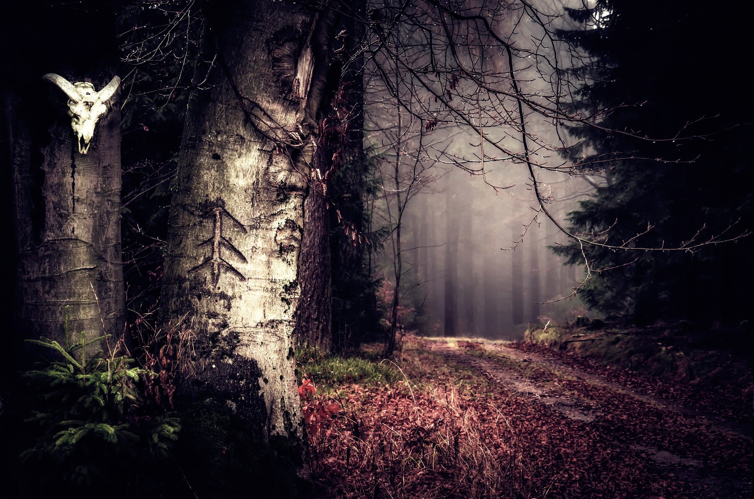 Мистика. Страшный лес. Мрачный лес. Жуткий лес. Готический лес.