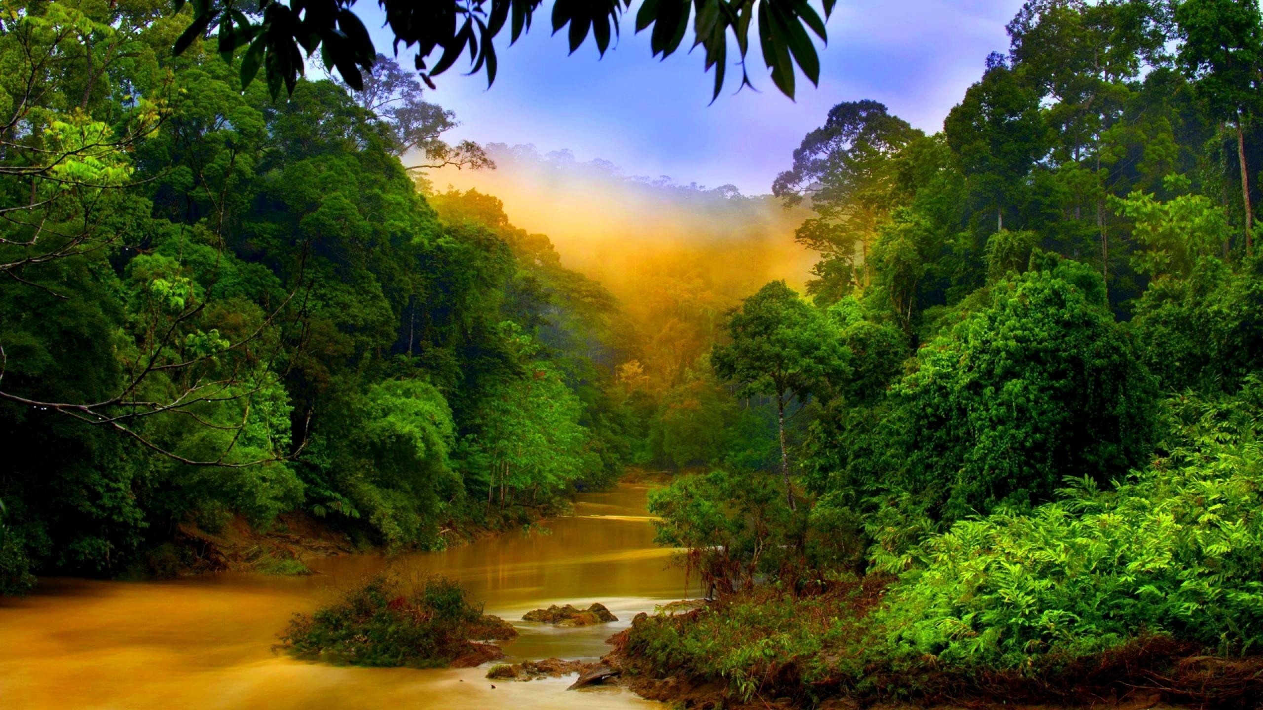 Амазонка дика природа. Тропические дождевые леса Индии. Сельва Перу. Река Амазонка джунгли. Тропические дождевые леса Амазонии.