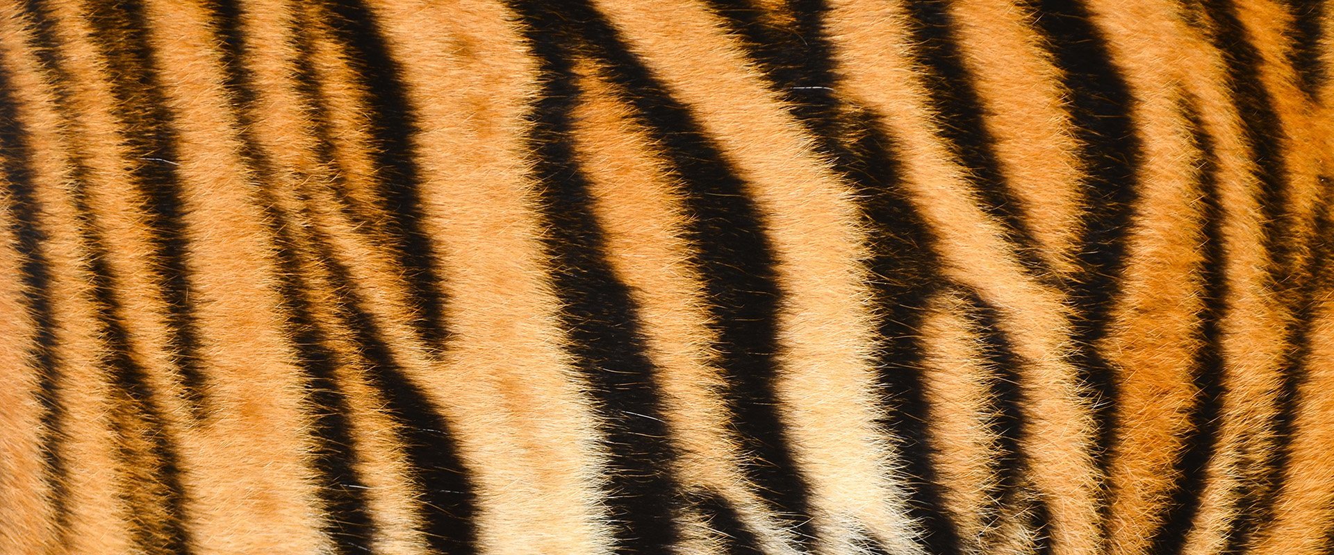 Полосатая шерсть. Тигровая шкура. Тигровые полоски. Полосатый тигр. Шкура тигра.