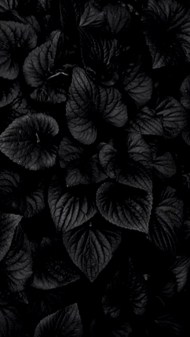 Красивый черный цвет