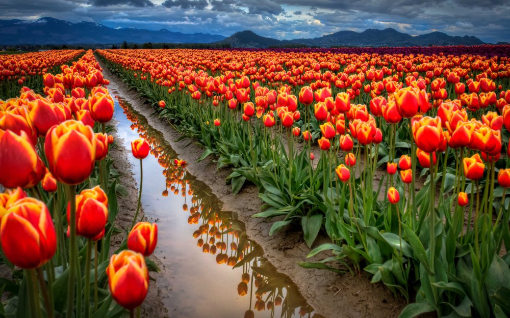 Ван Гог тюльпановое поле