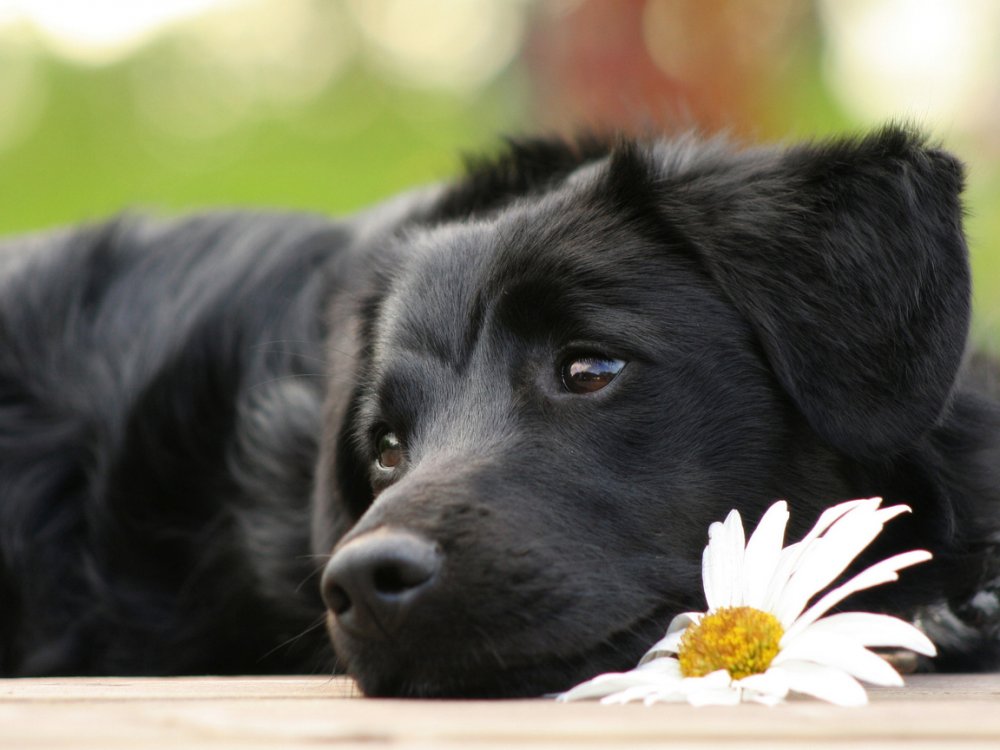 Красивые черные собаки