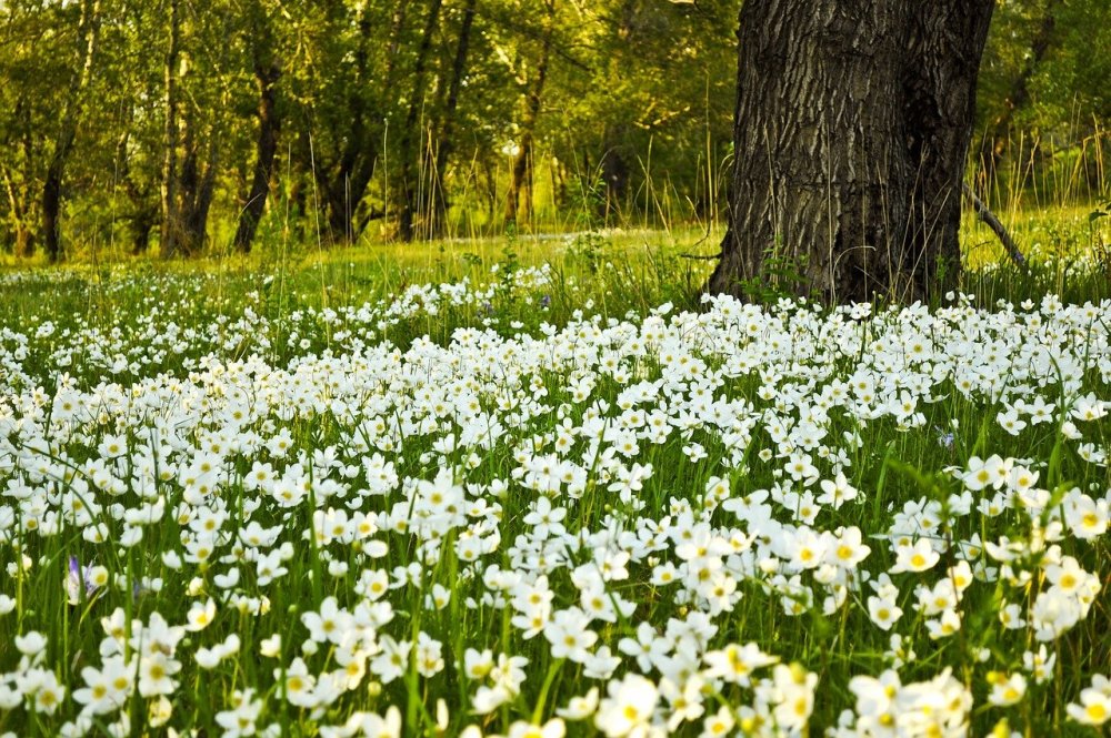 Весна природа Поляна