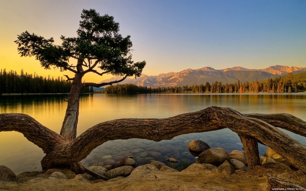 Дерево у озера