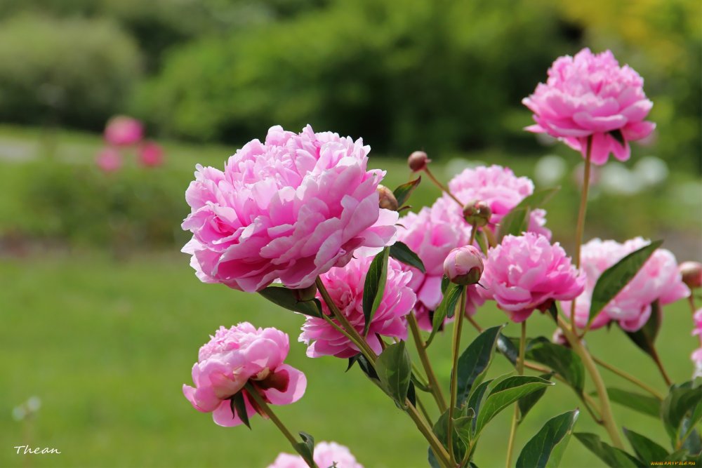 Розовые пионы в саду