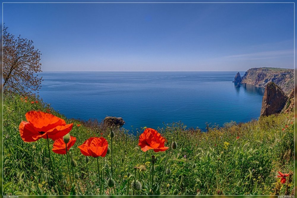 Мыс Фиолент маковые поля в Крыму