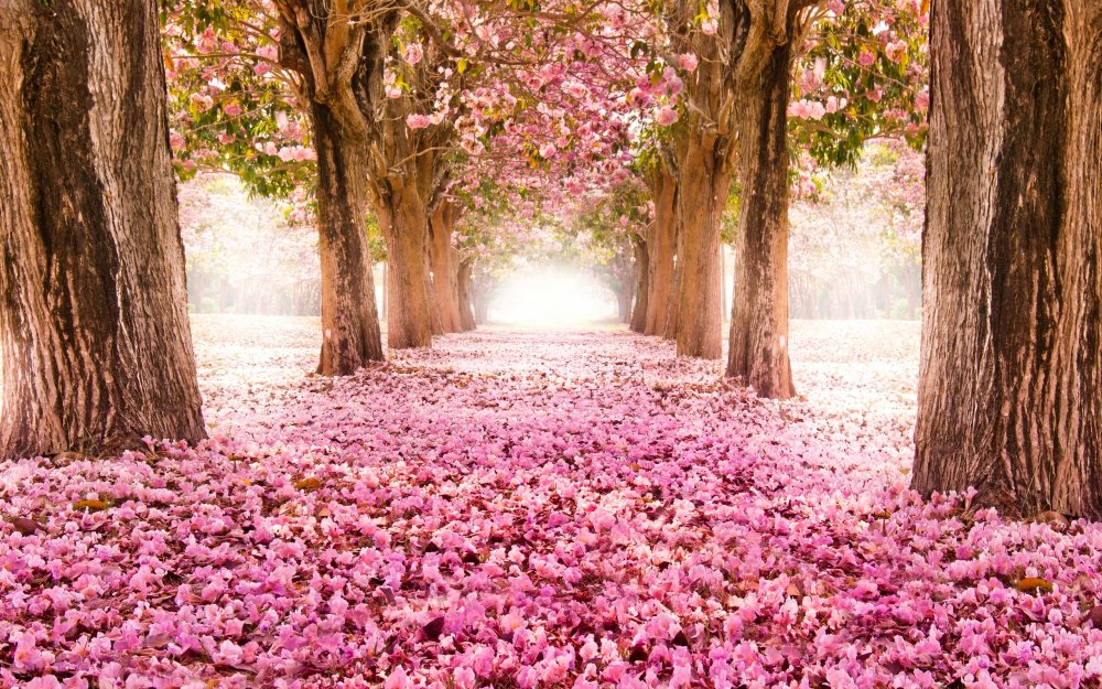 Цветущие розовые деревья