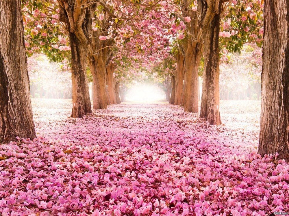 Розовое дерево