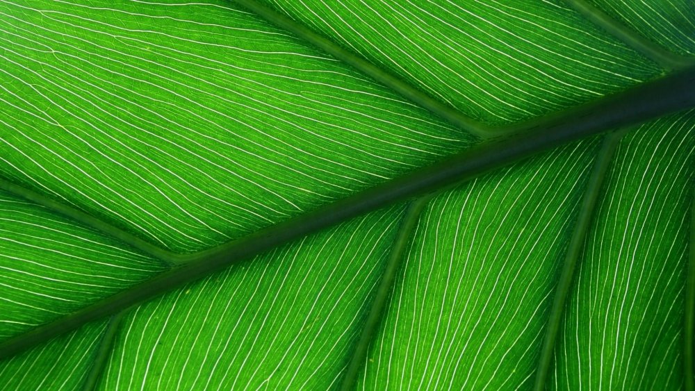 Зеленая текстура