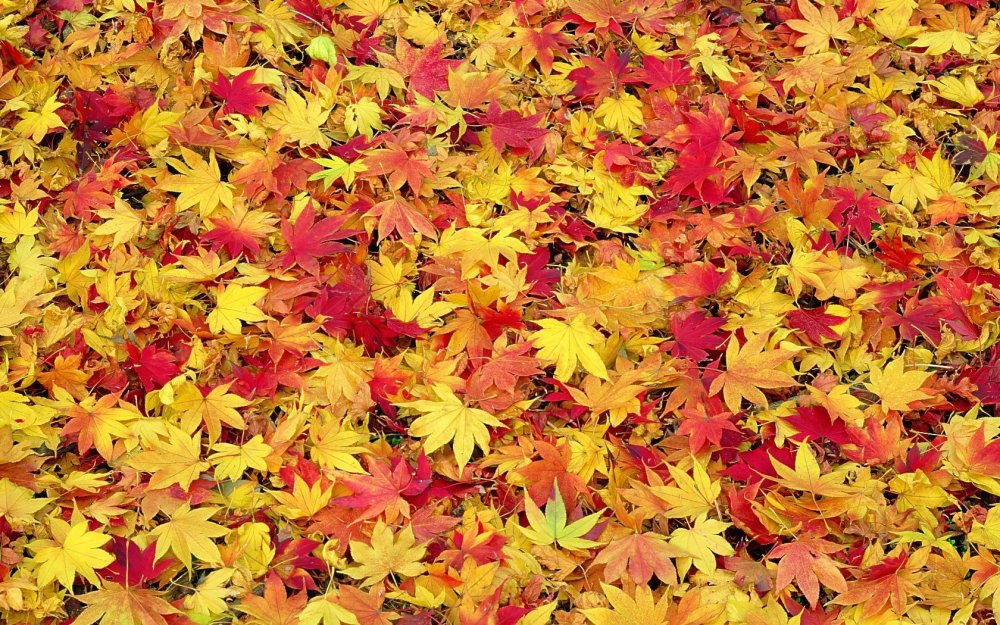 Осень листья
