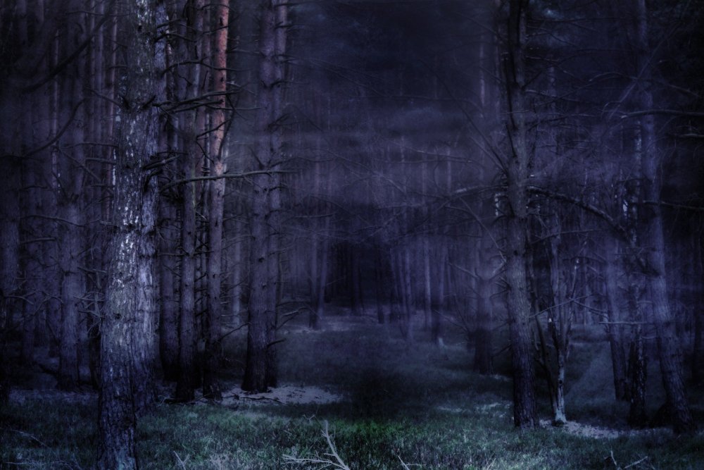 Лес темный страшный