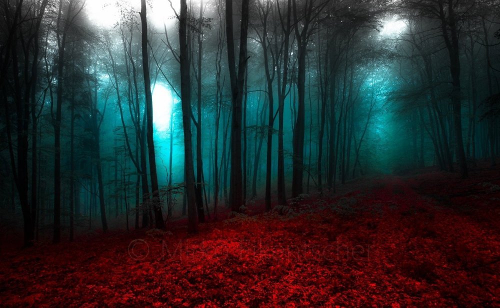 Страшный красный лес