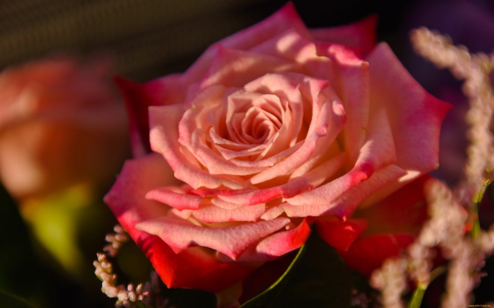 Розы на рабочий стол