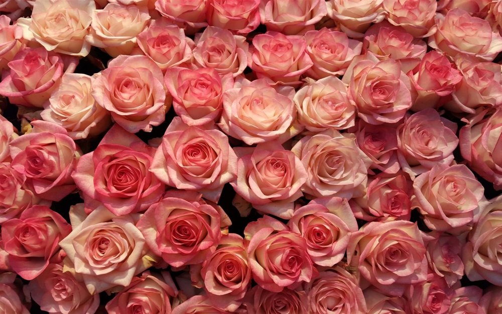Много розовых роз