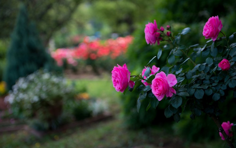 Richmond Park роза