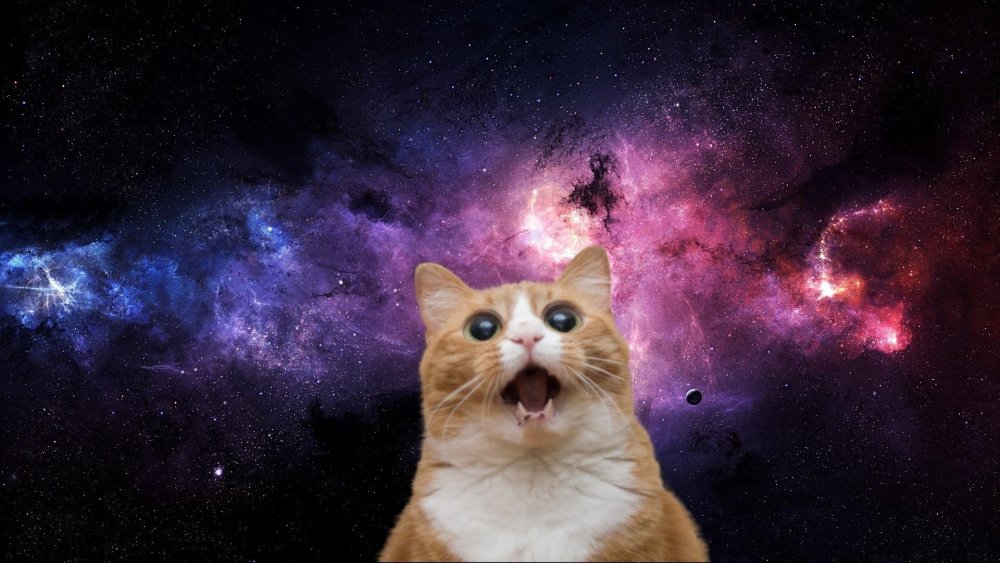 Кошка в космосе