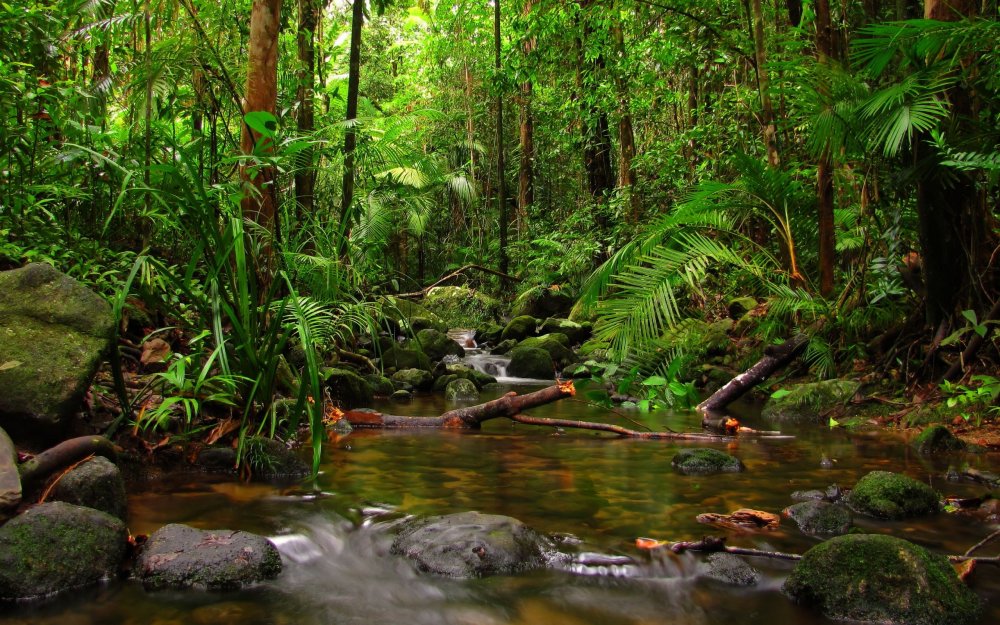 Тропические леса Сельва