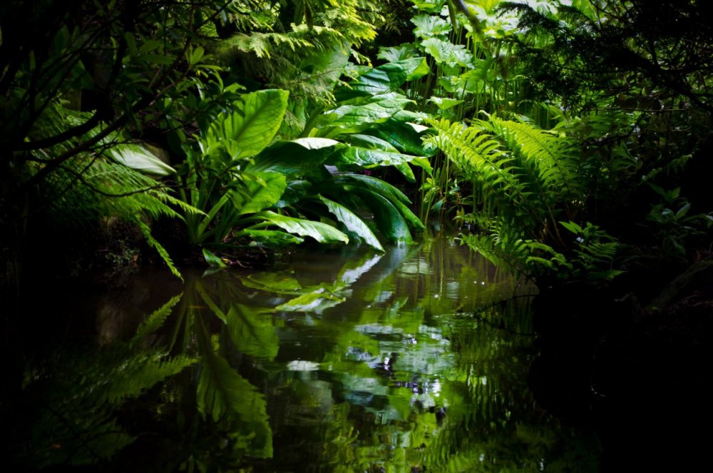Аквариум тропический лес Южной Америки