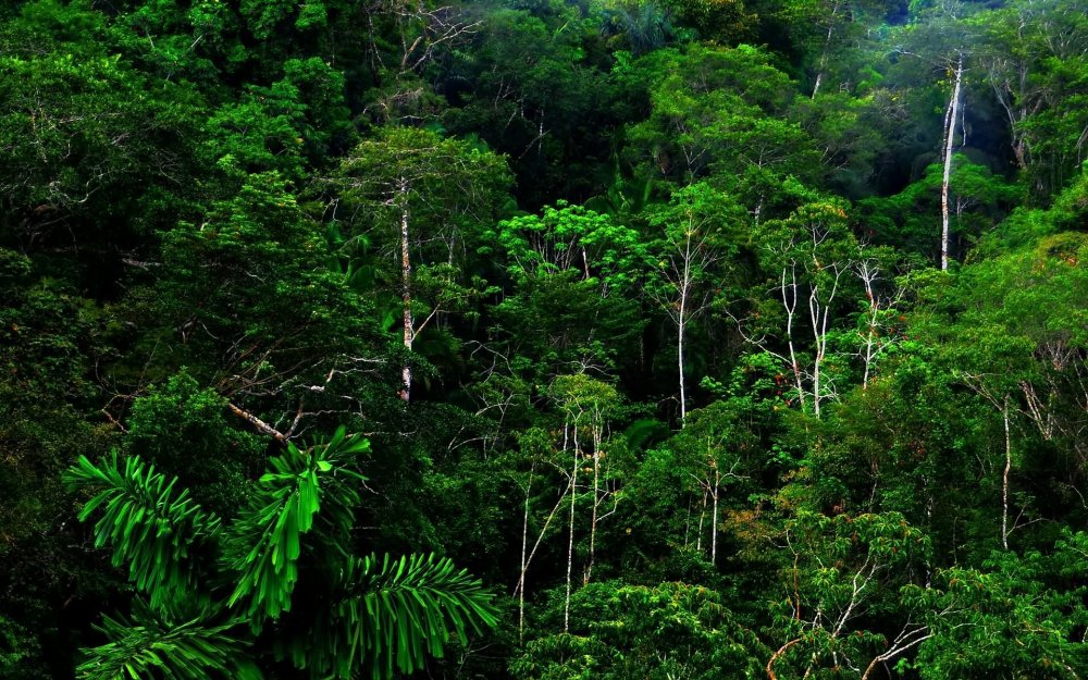 Тропические дождевые леса Амазонии