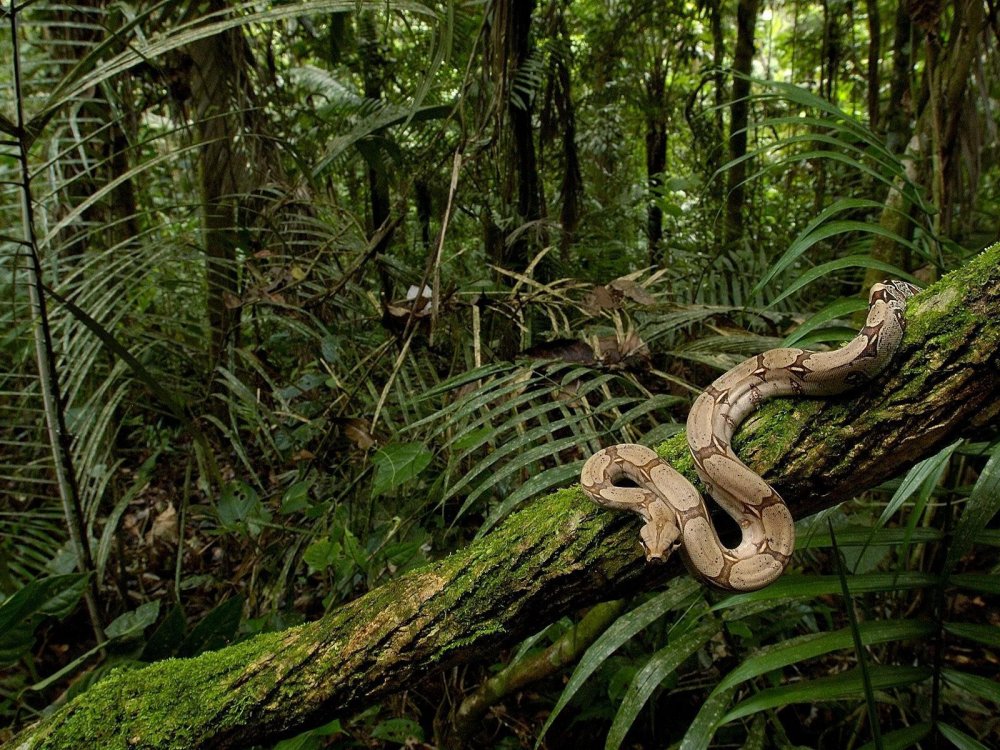 Дождевые леса Амазонии
