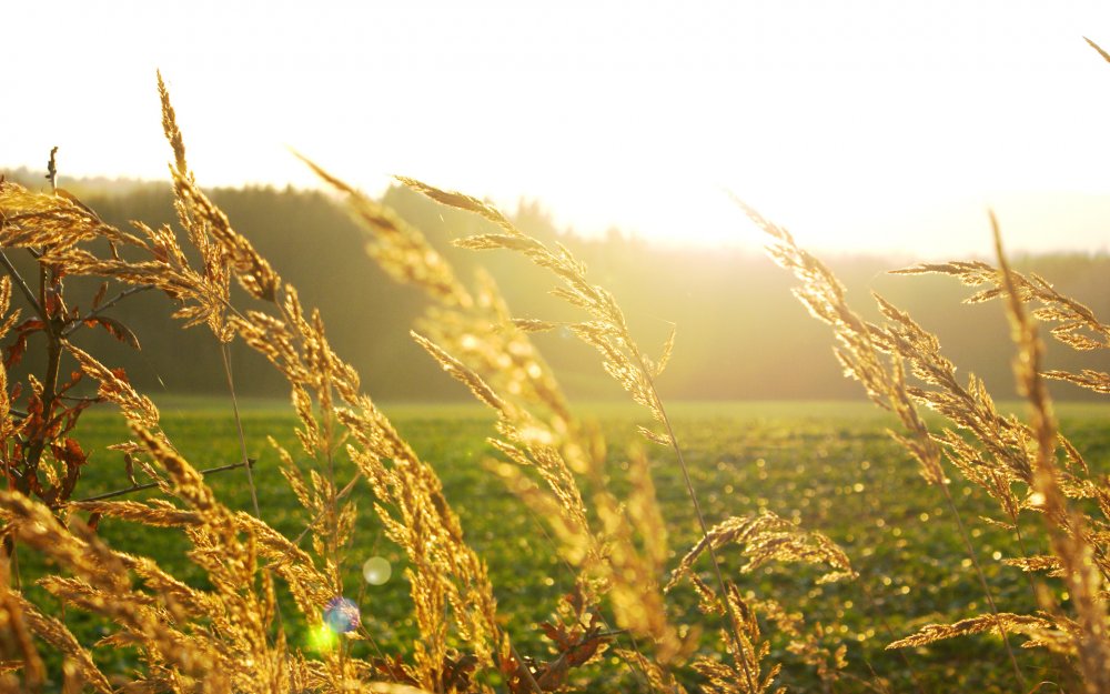 Поле пшеницы и солнце