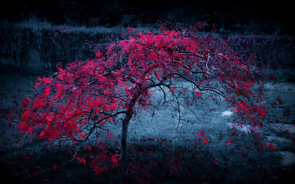 Дерево с красными листьями