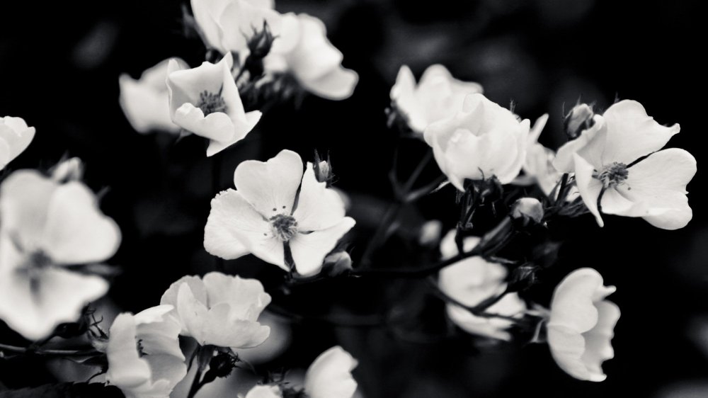Белые цветы на черном фоне