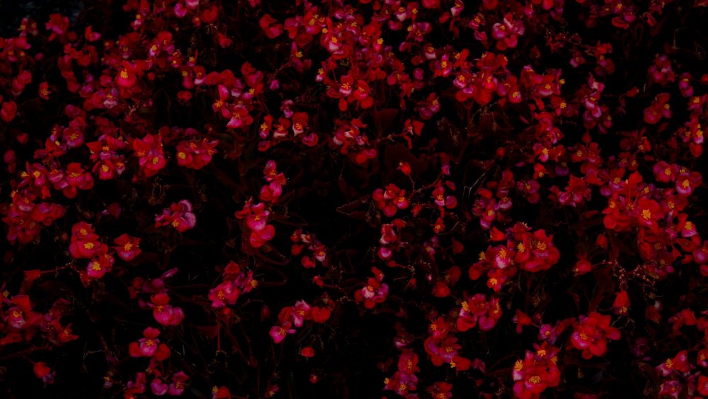 Мелкие цветочки на черном фоне