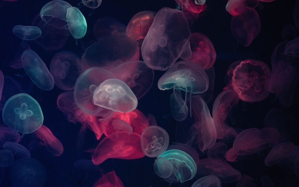 Медузы HD