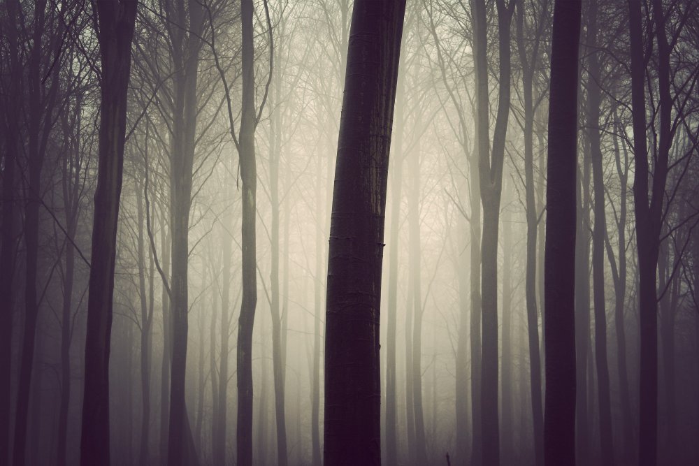 Туманный лес 2560x1440