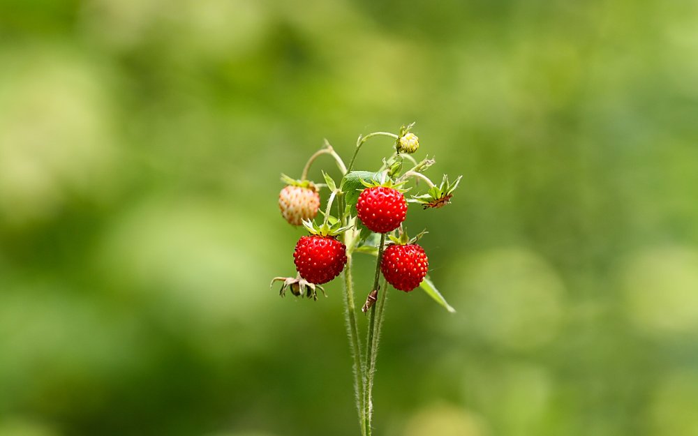 Природа лето ягоды