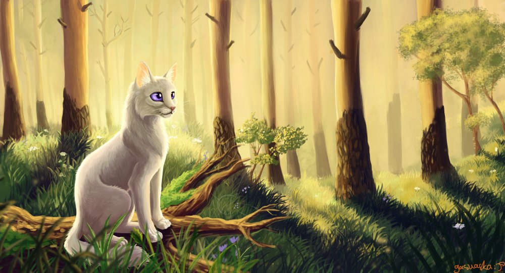 Коты Воители Воители лес фон