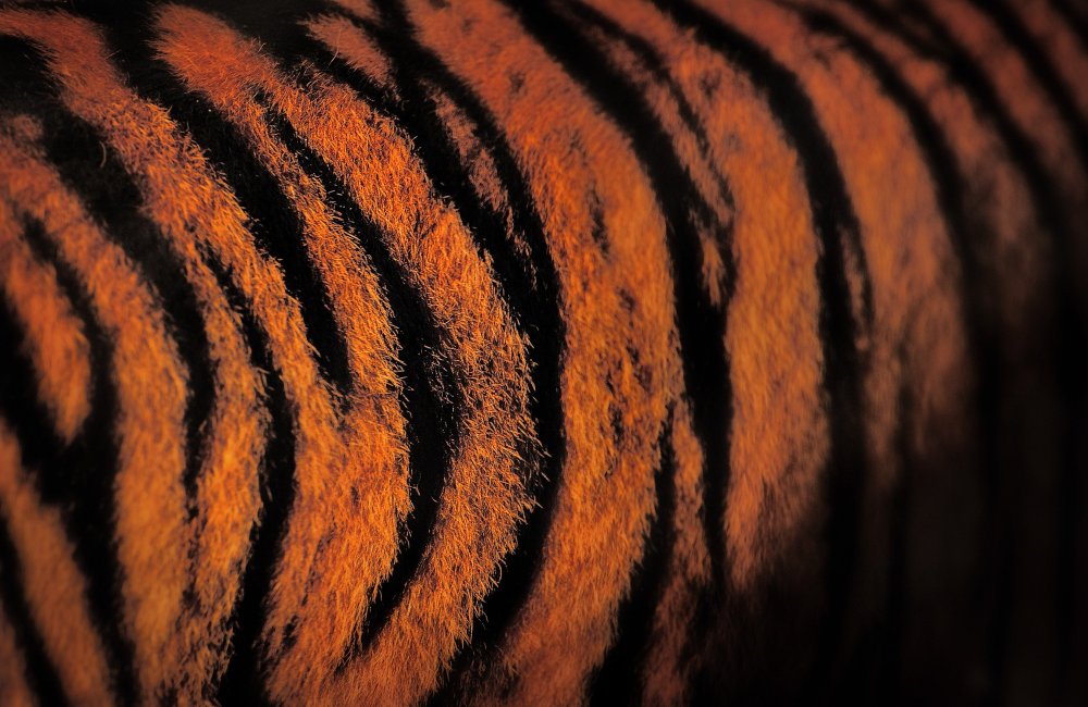 Окраска тигра