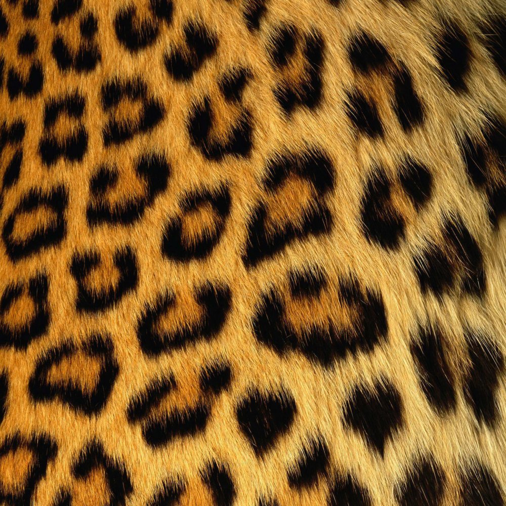 Цветной леопард