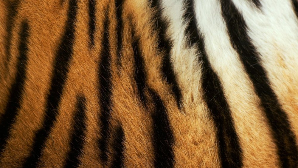Шерсть Амурского тигра