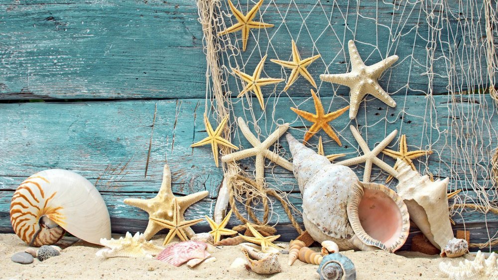 Морские звезды и ракушки