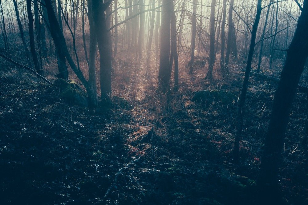 Темные леса