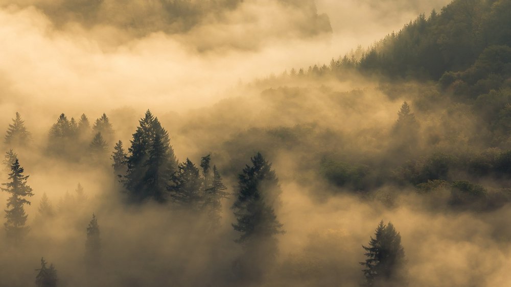 Туманный лес чистилище