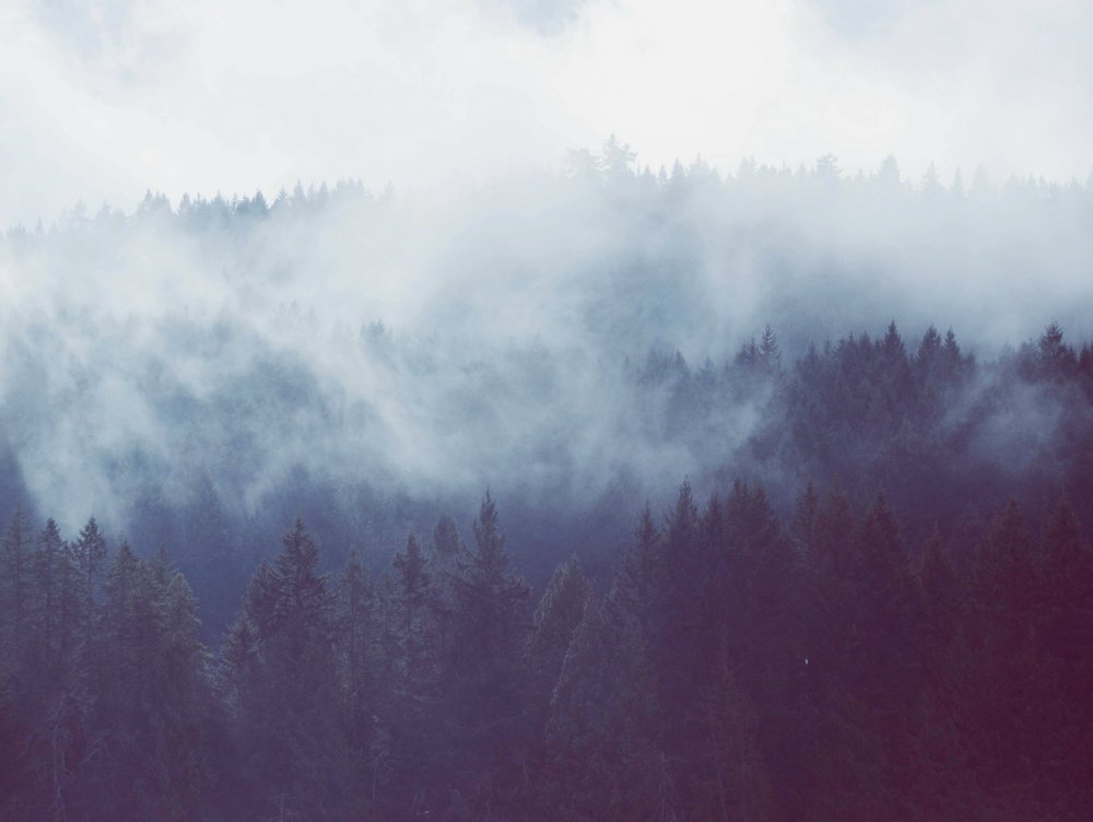 Серый лес в тумане