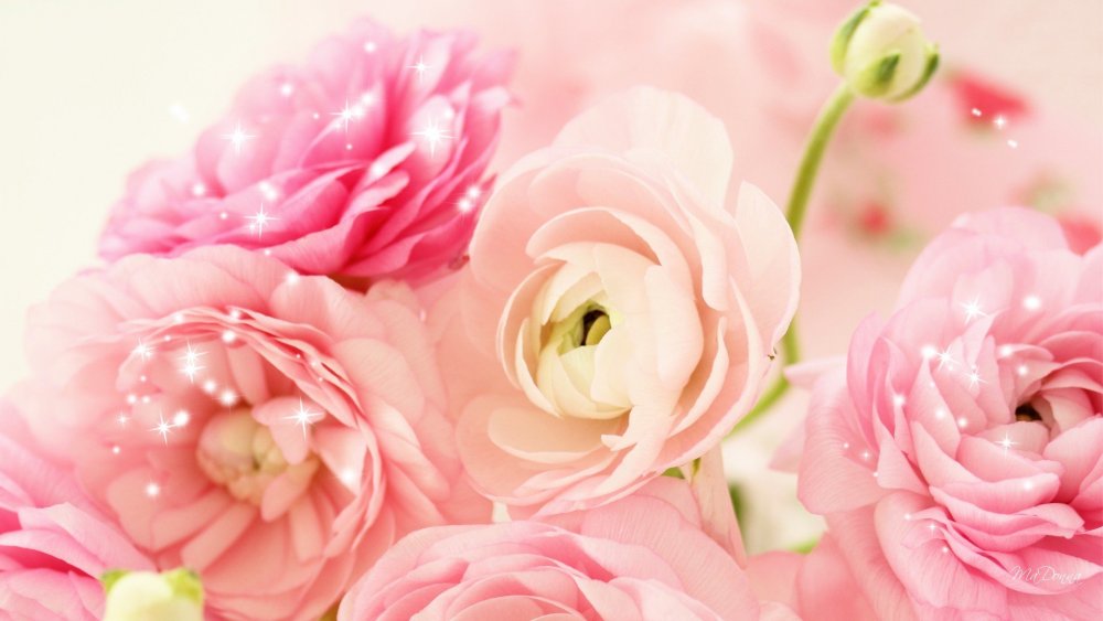 Пионовидная роза Peony Pink