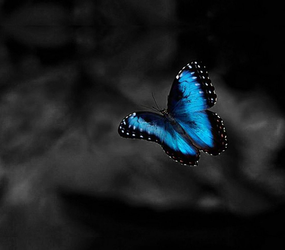 Бабочки на темном фоне
