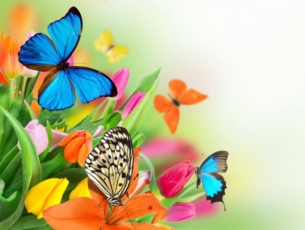 Много красивых бабочек