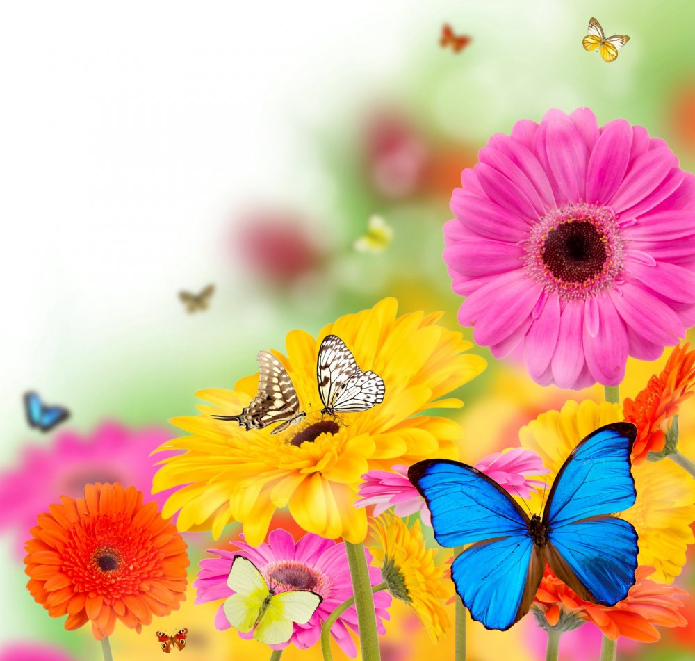 Красивые обои с бабочками