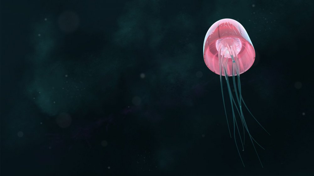 Мидвичские медузы