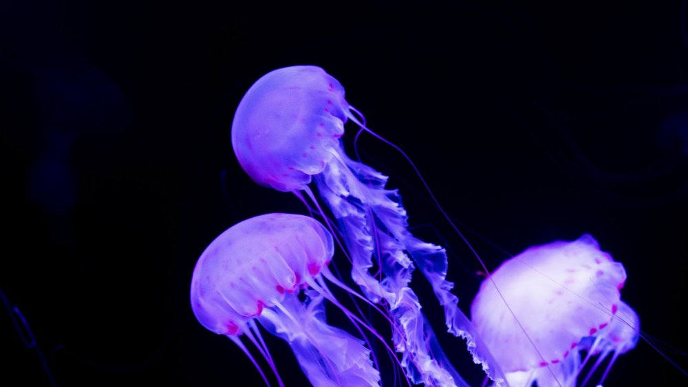 Люминофор медуза