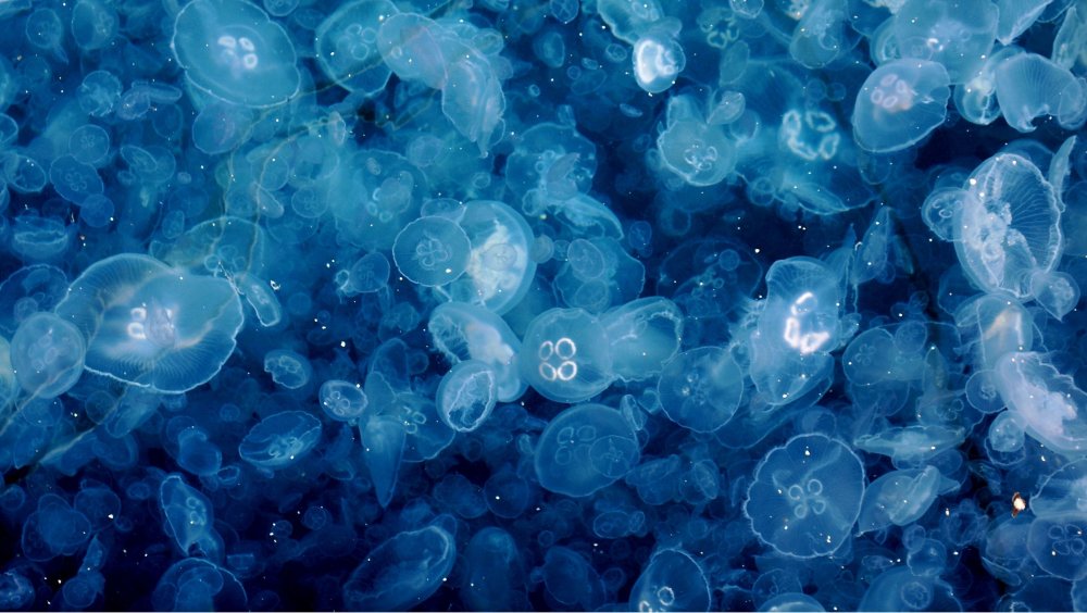 Много медуз