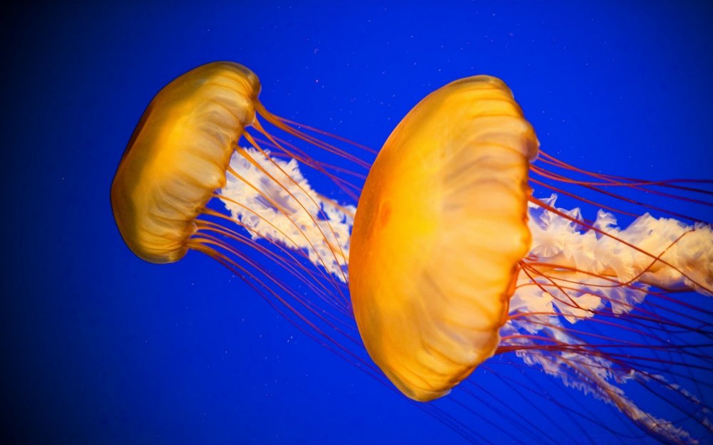 Медуза морская