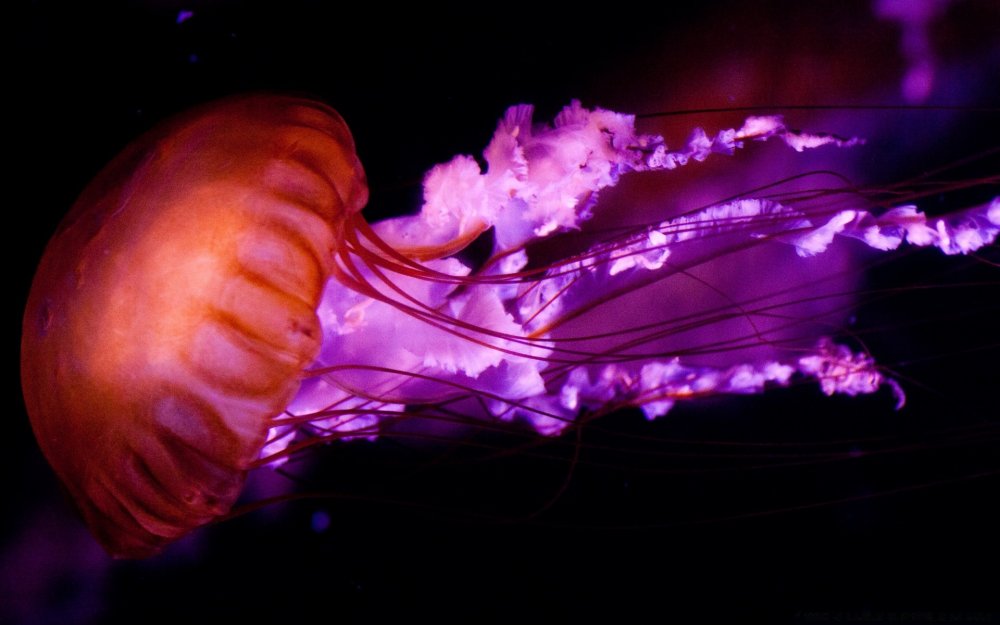 Фосфорные медузы