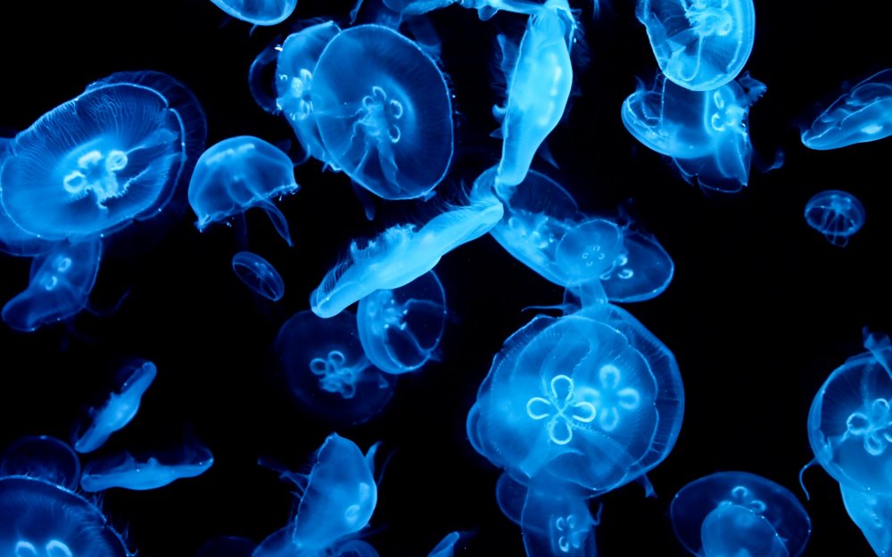 Биолюминесцентные медузы