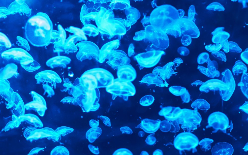 Медуза в воде